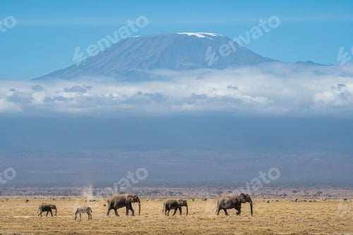 Preview: Group of majestic elephants strolling gracefully across Kilimanjaro