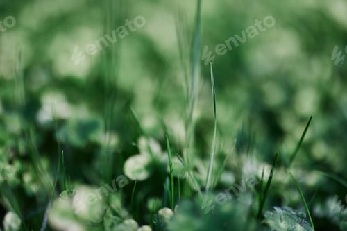 Preview: Young green clover leaf grass and myrcroclover seeds and fertilizer for a beautiful lawn in the rays