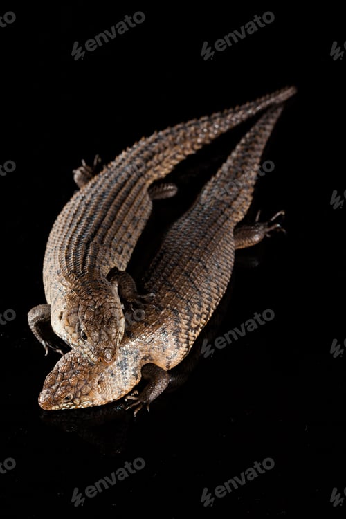 Preview: Pair of Cunningham skinks - Egernia cunninghami - skink species, Australia
