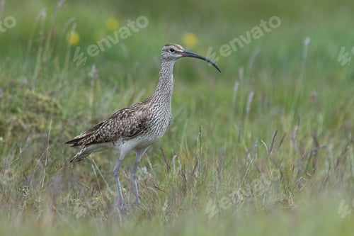 Preview: Whimbrel, Numenius phaeopus,with blurred grass as background