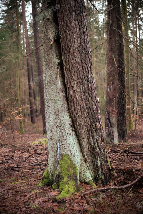 Preview: Vertical shot of trees in the middle of the forest