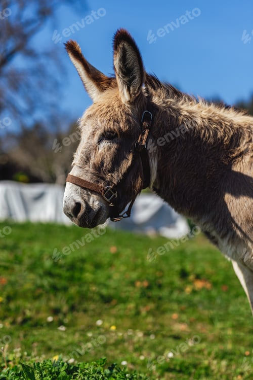 Preview: portrait of a donkey