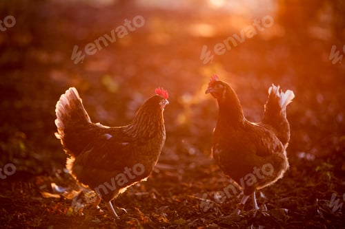 Preview: A free range chicken in woodland in early morning light.