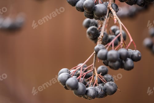Preview: Ripe black chokeberry
