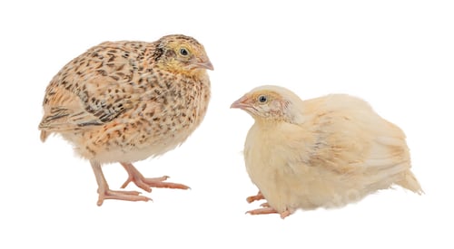 Preview: Two Adorable Quail Chicks on a White Background