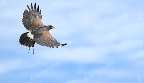 Preview: Harris hawks flying into the wind in clear skies