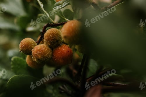 Preview: Macro fruit