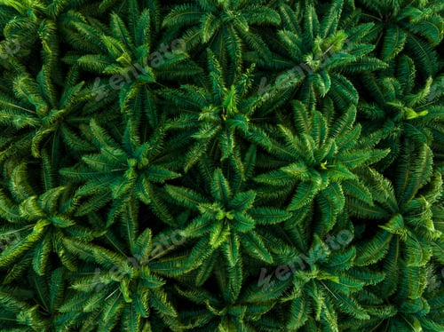 Preview: Aerial drone top view of the oil palm plantation