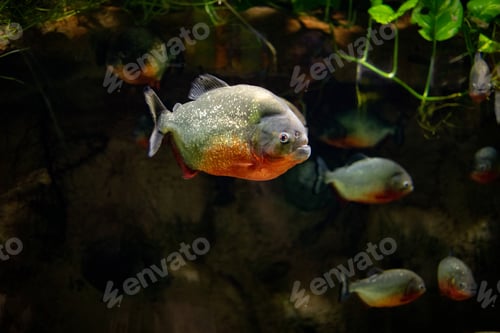 Preview: Swimming of fish in the aquarium, oceanarium, observation of the underwater world and marine animals
