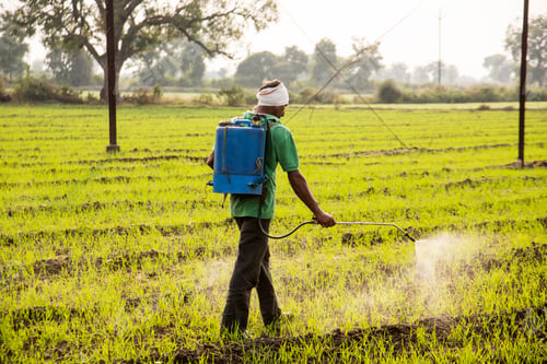 Preview: Indian farmer spraying pesticides in field. An Indian farming scene.