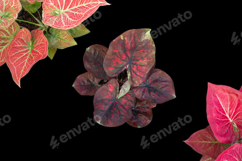 Preview: Beautiful colorful caladium on Black background isolate with clipping path