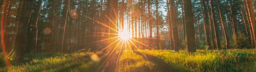 Preview: Beautiful Sunset Sunrise Sun Sunshine In Sunny Summer Coniferous Forest. Sunlight Sunbeams Through