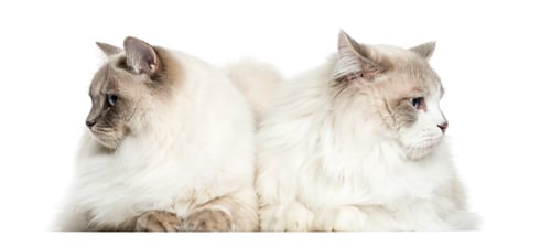 Preview: Two Ragdoll lying, 2 years old, isolated on white