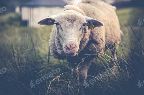 Preview: flock sheep looking at camera in green meadow