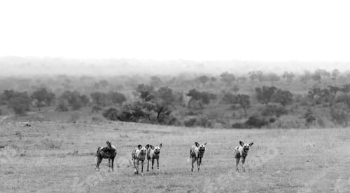 Preview: A pack of wild dogs, Lycaon pictus, stand in a clearing, in black and white.