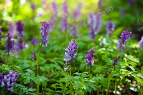 Preview: Hollowroot (in Latin: Corydalis cava) blooms in the forest