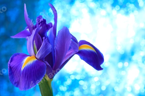 Preview: Beautiful blue iris flowers background