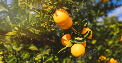 Preview: Oranges on the tree branch