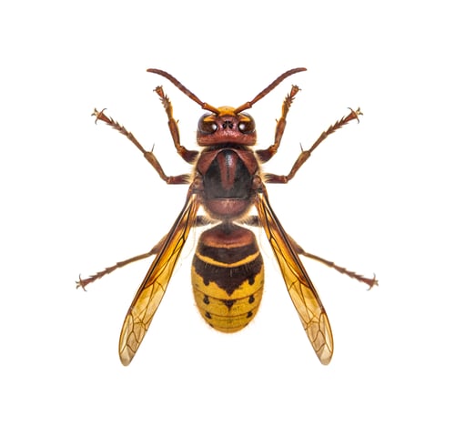 Preview: Top view of a Hornet, Vespa Crabro, isolated on white