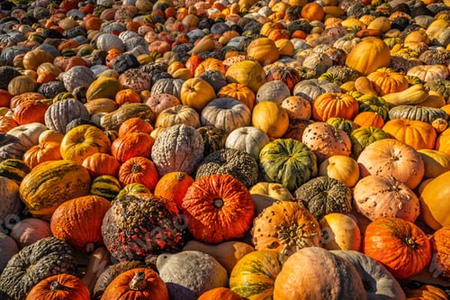 Preview: Assortment of pumpkins at agricultural farmers market. Harvesting, Halloween and Thanksgiving