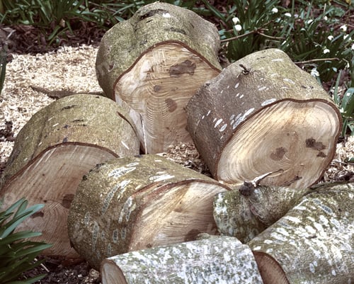 Preview: Firewood of chestnut tree