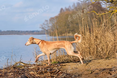 Preview: Beautiful borzoi dog Saluki
