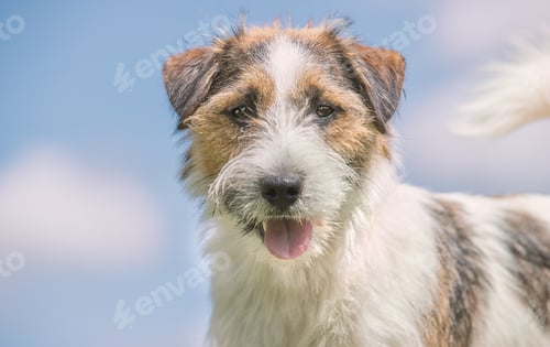 Preview: Closeup of the Jack Russell Terrier. Animal portrait.