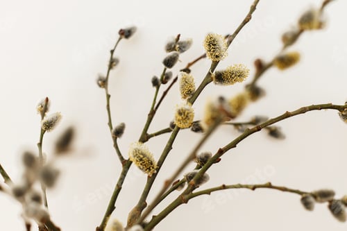 Preview: Willow branches close up in sunny light on white wall background. Happy Easter !