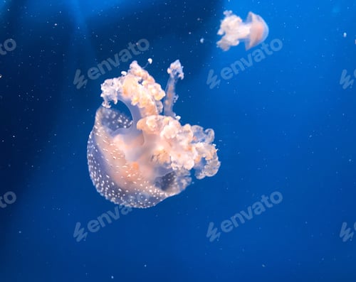 Preview: Natural background Made by blue water And jellyfishes