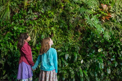 Preview: Two children holding hands and looking up at a wall covered with growing foliage in a city park