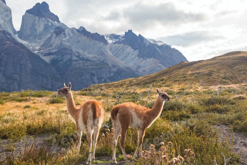 Preview: Guanaco