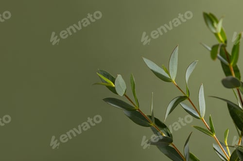 Preview: Green eucalyptus branches on dark background close up macro