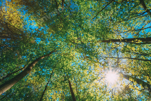 Preview: Spring Summer Sun Shining Through Canopy Of Tall Trees Woods. Up