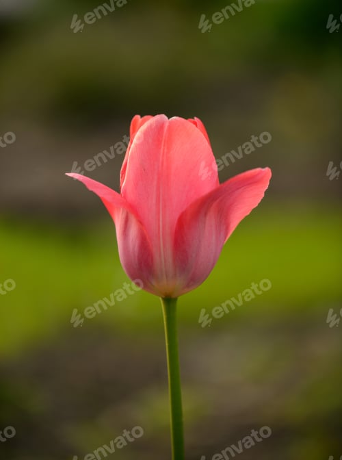 Preview: Tulip flower in spring