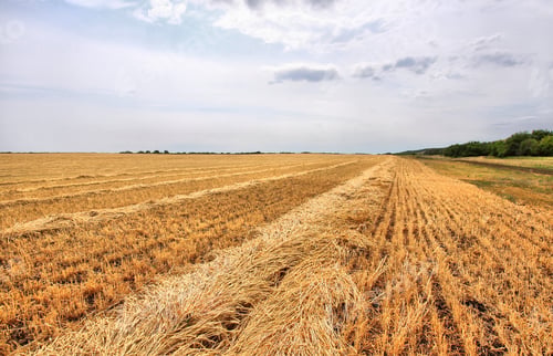 Preview: beautiful field with mowed wheat against the blue sky