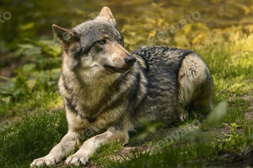 Preview: Wolf resting in grass near bushes.