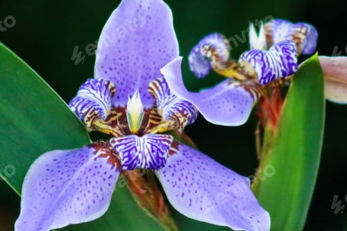 Preview: Purple orchid growing in garden black background.