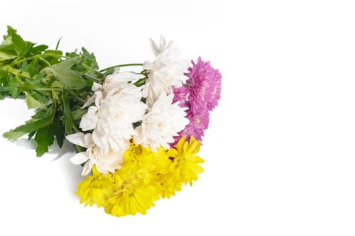 Preview: beautiful chrysanthemum isolated on white