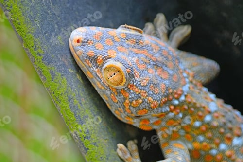 Preview: gecko lizard