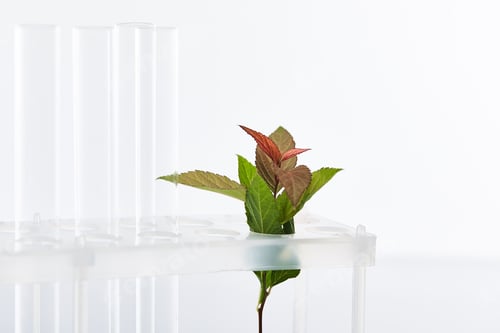 Preview: selective focus of glass test tubes near plant isolated on white