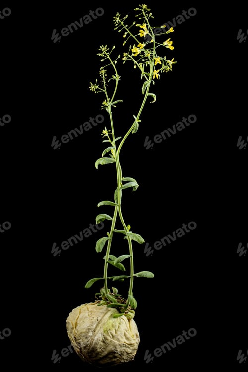Preview: Flowering cabbage, yellow flowers of cabbage, isolated on black background
