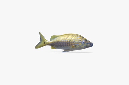 Preview: Haemulon Carbonarium: Caesar Grunt Fish