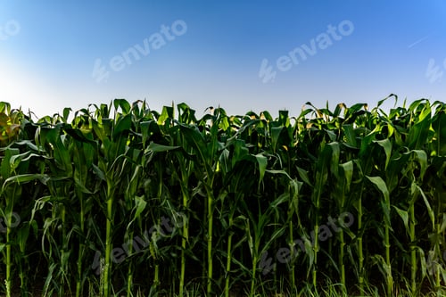 Preview: Field of corn in the sun countryside
