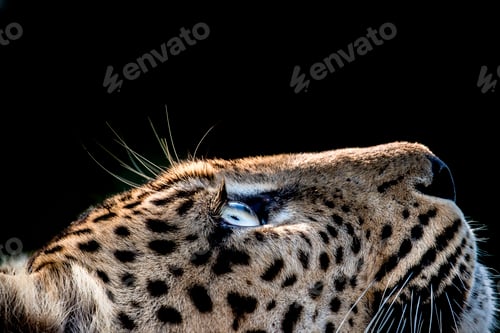 Preview: A side-profile of a leopard's head, Panthera pardus, looking up into the light, glow on eyes, coat