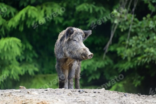 Preview: Wild boar in forest
