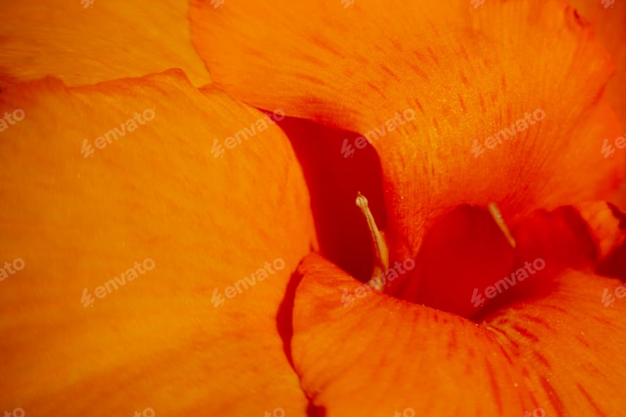 Cover for Canna 'Lulubell' in close up