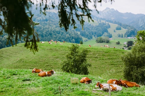 Preview: cows graze in the meadow with mountain view