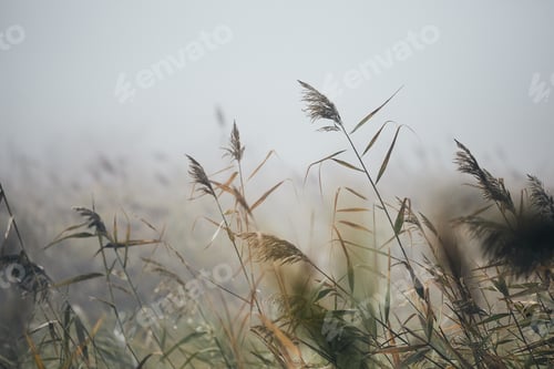 Preview: Close-up of reeds in gloomy autumn morning in nature.