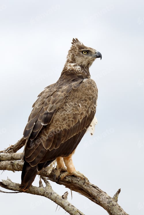 Preview: Tawny eagle (Aquila rapax)