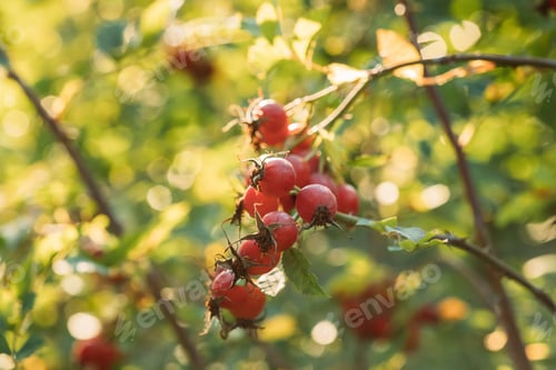 Preview: Red Ripe Berries Of Rosa Canina. Rose Hips Of Dog Rose, Is A Variable Climbing, Wild Rose Species